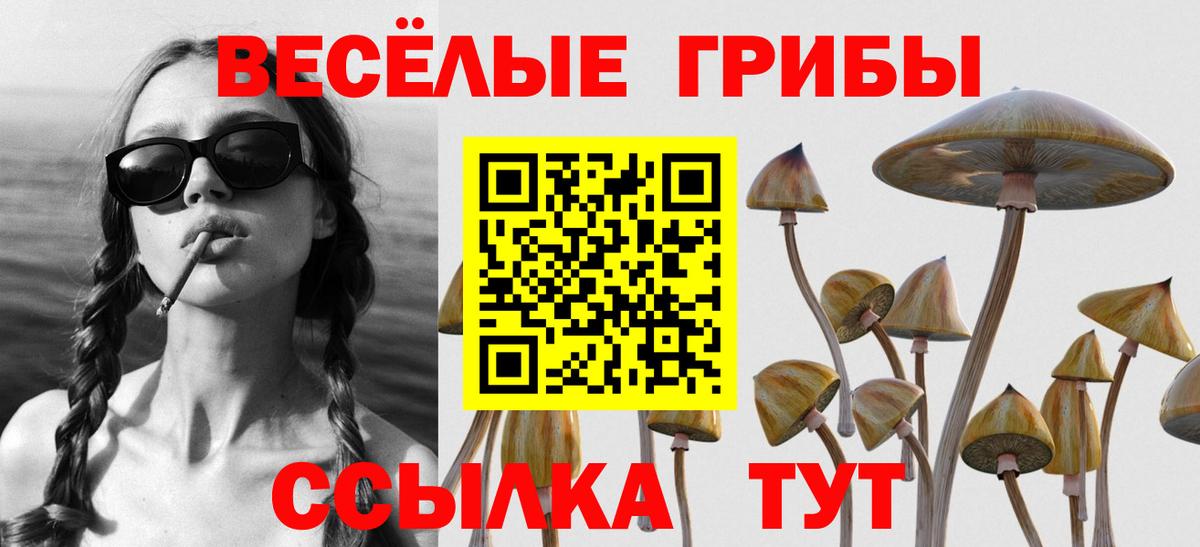 Галлюциногенные грибы прущие грибы  Вход с VPN  Сухой Лог  Галлюциногенные грибы Psilocybine cubensis 